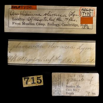 Media type: image;   Invertebrate Zoology OPH-1512 Description: Original handwritten specimen labels;  Aspect: labels